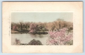 Postal de Cherry Blossoms c1910 - Imagen 1 de 2