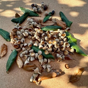 100+ Free Shipping Freshly Handpicked Live Oak Acorn Cap from Florida - Picture 1 of 6