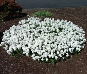 CANDYTUFT EVERGREEN MEHRJÄHRIGE WEISS Iberis Sempervirens - 500 Samen in loser Schüttung - Bild 1 von 1