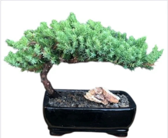 Juniper Bonsai Tree 7"H Medium Plant Outdoor Juniper Procumbens Nana Easy Care - Image 1 of 4