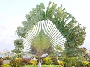 Travellers Palm ( Ravenala madagascariensis) 5 Seeds - Picture 1 of 1