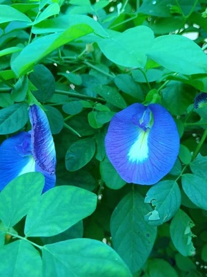 Blue  Clitoria Ternatea-  50 seeds- 100% organic  FREE SHIPPING! - Image 1 of 3