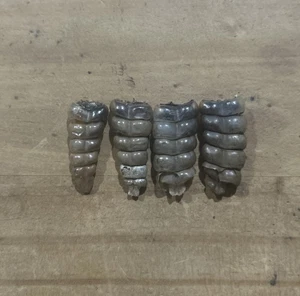 4 piccoli sonagli serpente a sonagli da 1 pollice Texas Western Diamondback - Foto 1 di 7