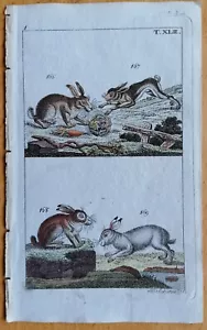 Wilhelm Originaldruck Koloriert Hase - 1792 - Bild 1 von 1