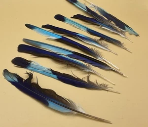 10 penne a coda di rullo con seno lilla, piume blu naturali 5" - Foto 1 di 3