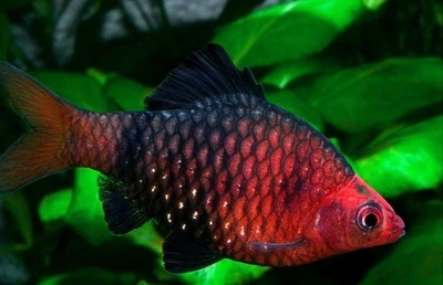 Black Ruby Barb – Tank Raised – Live Freshwater Aquarium Fish - Image 1 of 3
