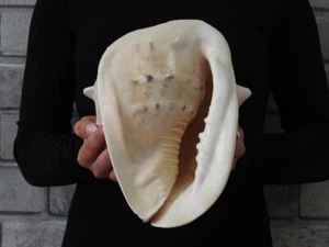 Sea Shell Cassis Cornuta 208 mm ID#6446 - Imagen 1 de 5