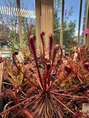 Semillas de rocío de planta carnívora Drosera Capensis "Rubra" 50+ por pedido Foto 1 de 2