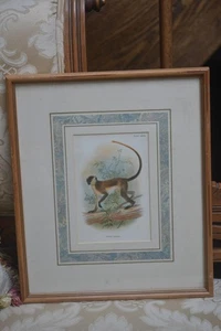 Antiq. Wyman & Sons Ltd. Chromolithograph Print Green Guenon Monkey Plate XXVIII - Picture 1 of 7