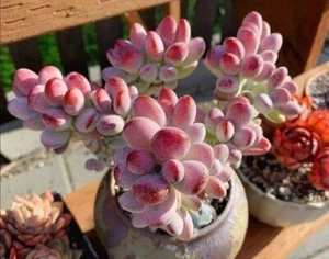 #sold out # cotyledon orbiculata cv. round leaf 🏵️cutting 4cm 🏵️limit one buy - Picture 1 of 4
