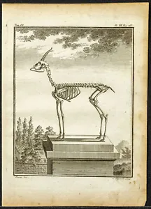 1764 - Gazelle Corine - Skeleton - engraving antique - Buffon Zoology OS - Picture 1 of 3