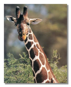 Giraffe mit Vogel am Hals Nahaufnahme Foto Wandbild 8x10 Kunstdruck - Bild 1 von 1