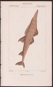 Turpin 1816 antiker handkolorierter Druck: Glatter Gitarrenfisch, Meeresleben, Fisch - Bild 1 von 2
