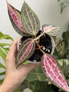 Hoya Pot of Gold (Rare)💖~Established Indoor/Outdoor Plant🌿 - Picture 1 of 10