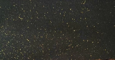 Lindo tecido de Natal verde floresta com brilho dourado 3 jardas + estampas extras - Imagem 1 de 4