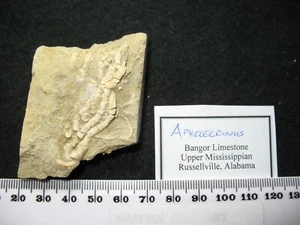 Karbon Mississippian Bangor Kalkstein Crinoid Fossil - Aphelecrinus (B) - Bild 1 von 3