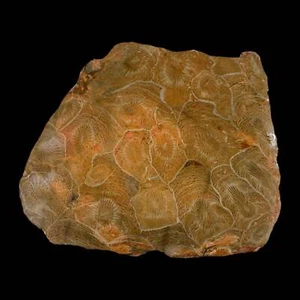 3.9" Polished Hexagonaria Coral Fossil Devonian Age 350 Million Yrs Old Morocco - Picture 1 of 5