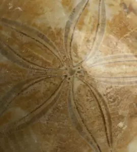 Polished Fossil Sand Dollar, Echinoid, Sea Urchin Test - FREE POST ! - Picture 1 of 3