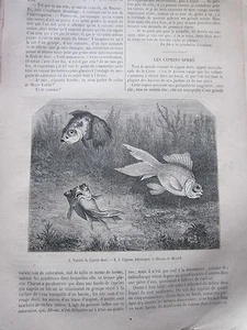 Les Cyprins Dorés ( poisson ) 1873 Gravure Article de presse - Picture 1 of 1