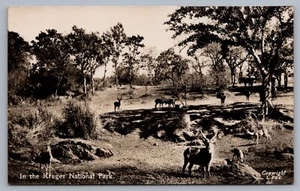 Cartolina Kruger Parco Nazionale Africa RPPC I5 - Foto 1 di 3