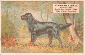 1800's Victorian Trade Card Cochato Kennel Holbrook MA Sporting Dogs Trainers - Picture 1 of 2