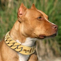 pitbull collars gold