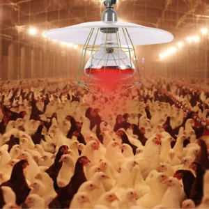 2 Pcs Heat Lamp Set Small Chicken Coop Heater Solar Powered Baby - Picture 1 of 12