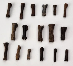 Bird Toe Bone Fossil - Florida - Pleistocene Ice Age - 1 Per Purchase - Picture 1 of 20