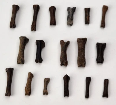 Bird Toe Bone Fossil - Florida - Pleistocene Ice Age - 1 Per Purchase - Image 1 of 4