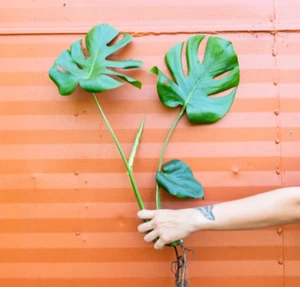Monstera Deliciosa Cutting Tropical Split Leaf Plant | Indoor & Outdoor Live - Picture 1 of 6