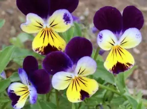 200+ VIOLA JOHNNY JUMP UP / EDIBLE PANSY, VIOLET / PERENNIAL EASY FLOWER SEEDS - Picture 1 of 3
