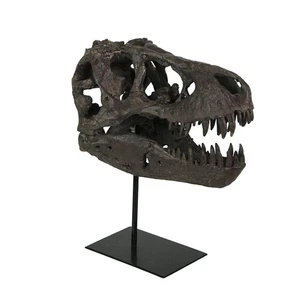 Statua fossile Zeckos T-Rex dinosauro montato su teschio Tyrannosaurus Rex - Foto 1 di 4