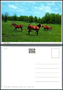 PFERD Postkarte - Schöne Pferde auf einer Weide D20 - Bild 1 von 1