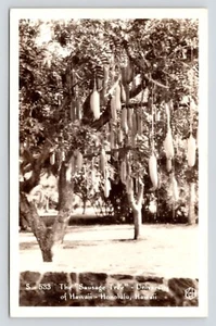 RPPC Sausage Tree University of Hawaii UH Honolulu HI c1940 DOPS Photo Postcard - Picture 1 of 2