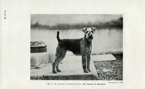 LAKELAND TERRIER NAMED CHAMPION OLD 1952 DOG PRINT - Picture 1 of 1