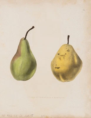 PEASE (*1813) nach EMMONS (19.Jhd), Zwei Birnen. Botanische Darstellung,  1857, - Bild 1 von 4
