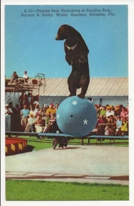 Oso entrenado actuando en Ringling Bros. Winter Quarters postal Sarasota FL - Imagen 1 de 2