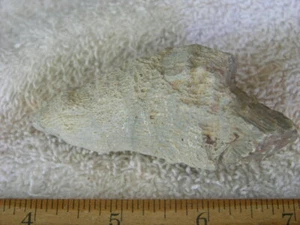 Horn coral agatized fossil jumbo 2-3 inch Africa Rugosa Tetracoralla DJ45 - Picture 1 of 2