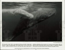 Press Photo White Baby Sperm Whale, Mother off Azores in North Atlantic Ocean