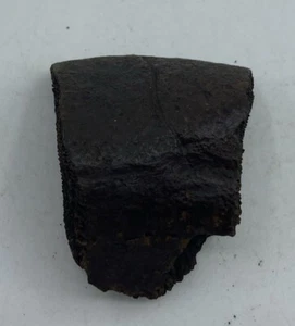 Versteinertes Schildkrötenschalenfragment aus Florida, Pleistozän Epoche T13 - Bild 1 von 4
