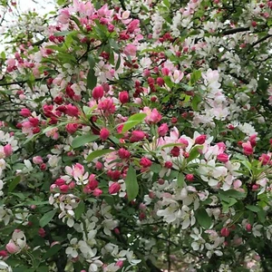 Card C5: "Cherry blossom Prunus" #PeterBrighousePhotography - Picture 1 of 10