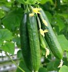 Lebanese Cucumber 20 Seeds Burpless Variety Spring / Summer