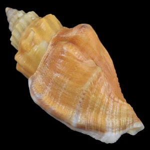 STROMBUS (Canarium) LABIATUM Orange (Negros Isl., Philippines) 36.2mm #47299 - Picture 1 of 4
