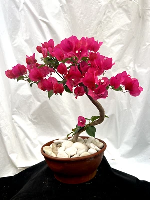 Beautiful Blooming Pink Old Live Bougainvillea Bonsai Tree Live Plant - Image 1 of 4
