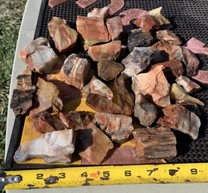 ☘️RR⛏️: Madera petrificada arco iris Arizona de alta calidad, ¡más de 4 libras! 🌈 - Imagen 1 de 11