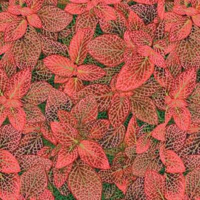 Free Spirit - Kaffe Fassett Collective agosto 2024 - Fittonia - rojo, tela por comprar Foto 1 de 4