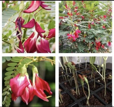 15 SEEDS Sesbania Grandiflora | Hummingbird Tree | Katuday | Katuray - Image 1 of 3