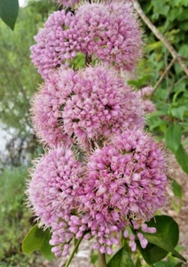Pink Euodia, Melicope elleryana, Stunning Ornamental Tree, 20 seeds - Picture 1 of 4