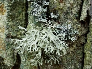 Oakmoss abs oil 100 % PURE Evernia Prunastri. Undiluted. Viscous consistency. - Picture 1 of 2