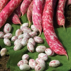 30 Flambo Bean Seeds - Picture 1 of 1